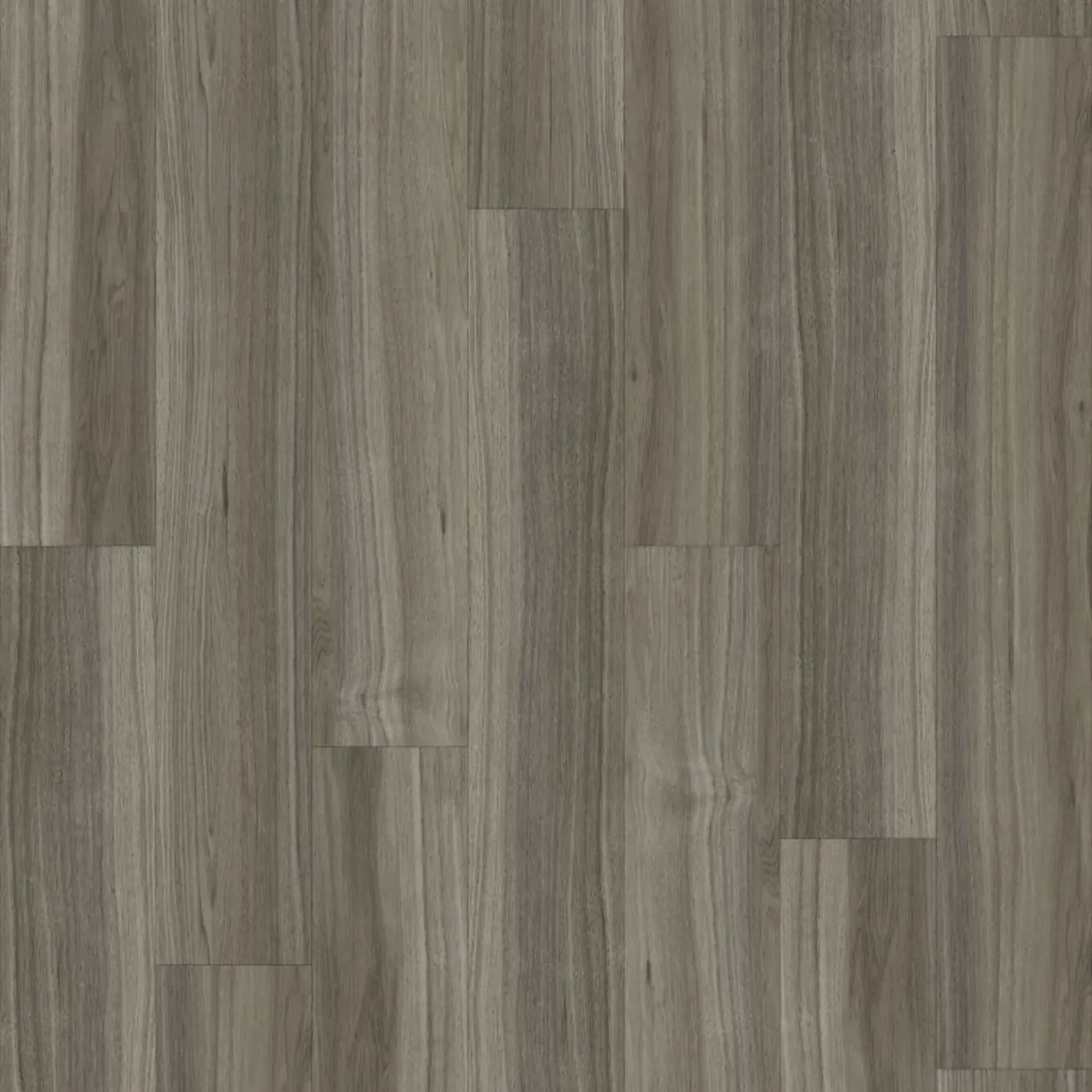 Queensland Silver Ash