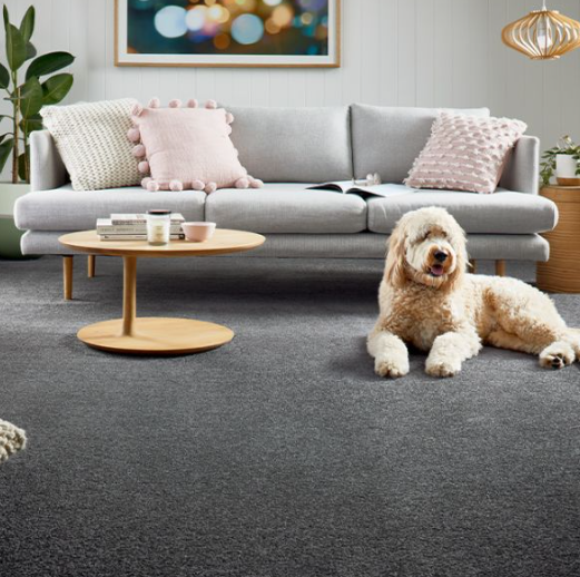 A Fluffy Dog Lounges on Grey Carpet in a Living Room With a Sofa — Canberra Floor Coverings in Queanbeyan West, NSW
