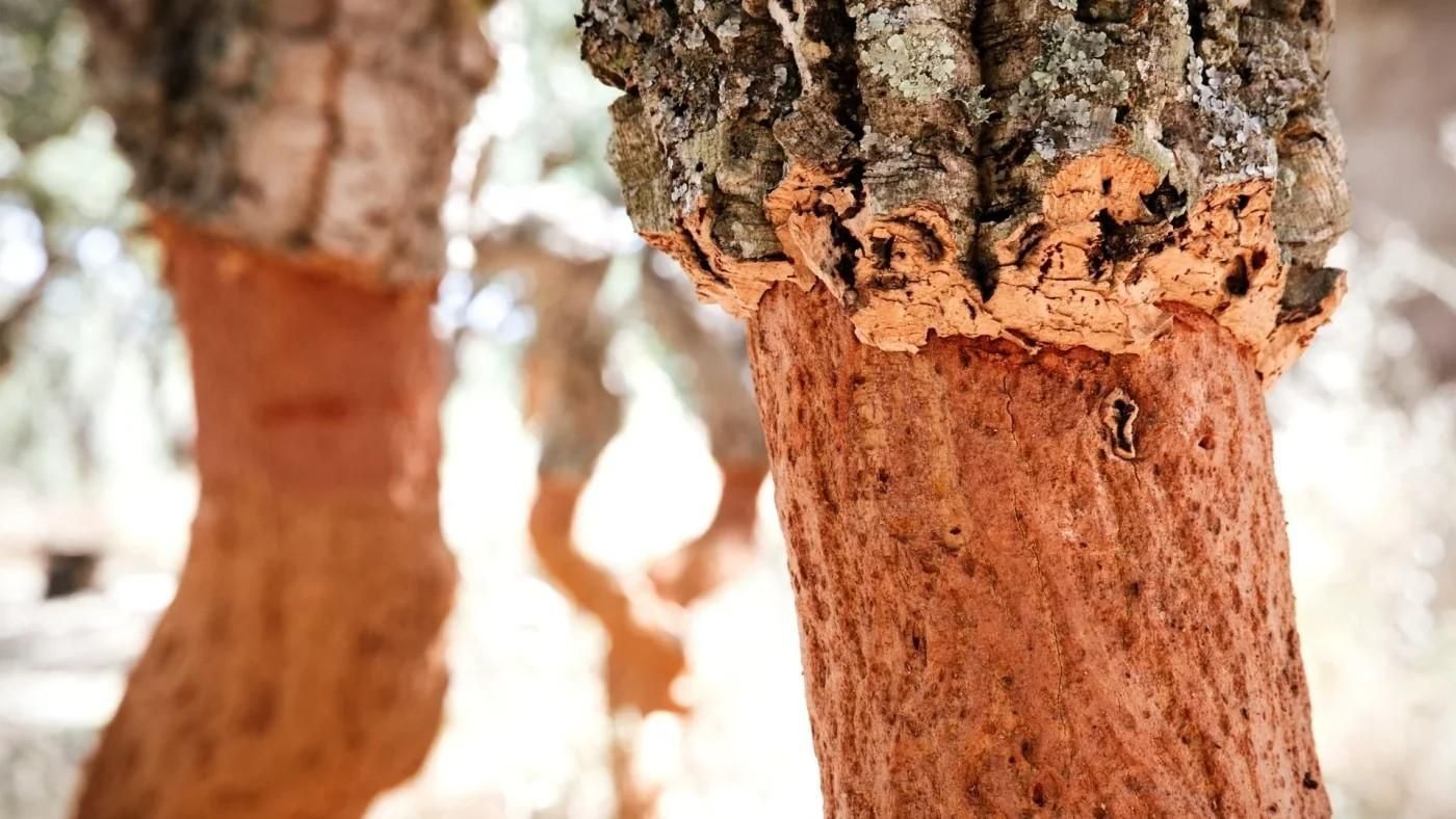 Cork Oak Trees with Red Bark, Textured, Exposed After Harvesting — Canberra Floor Coverings in Queanbeyan West, NSW