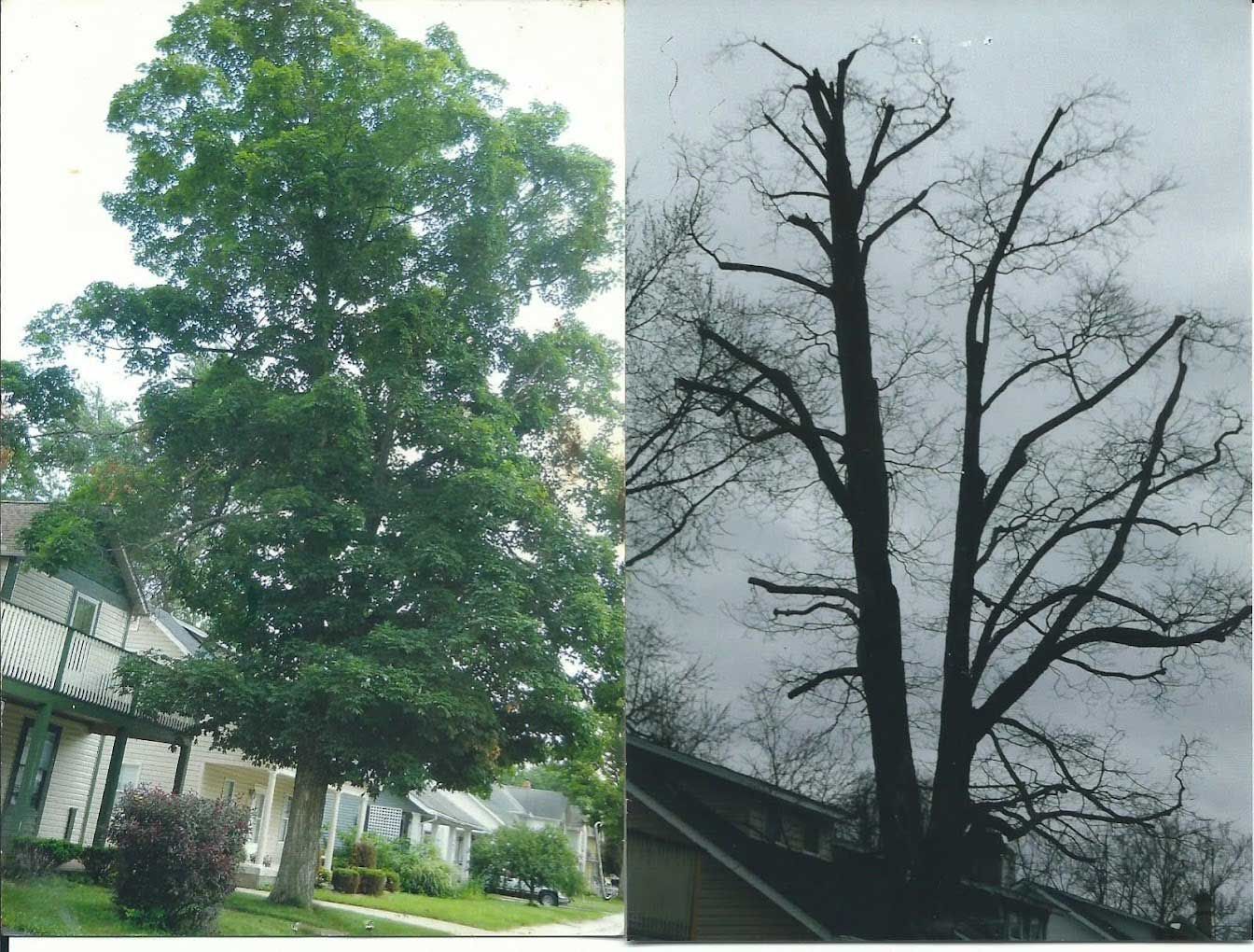 Tree Services — West Jefferson, OH — Peterman Bros Tree