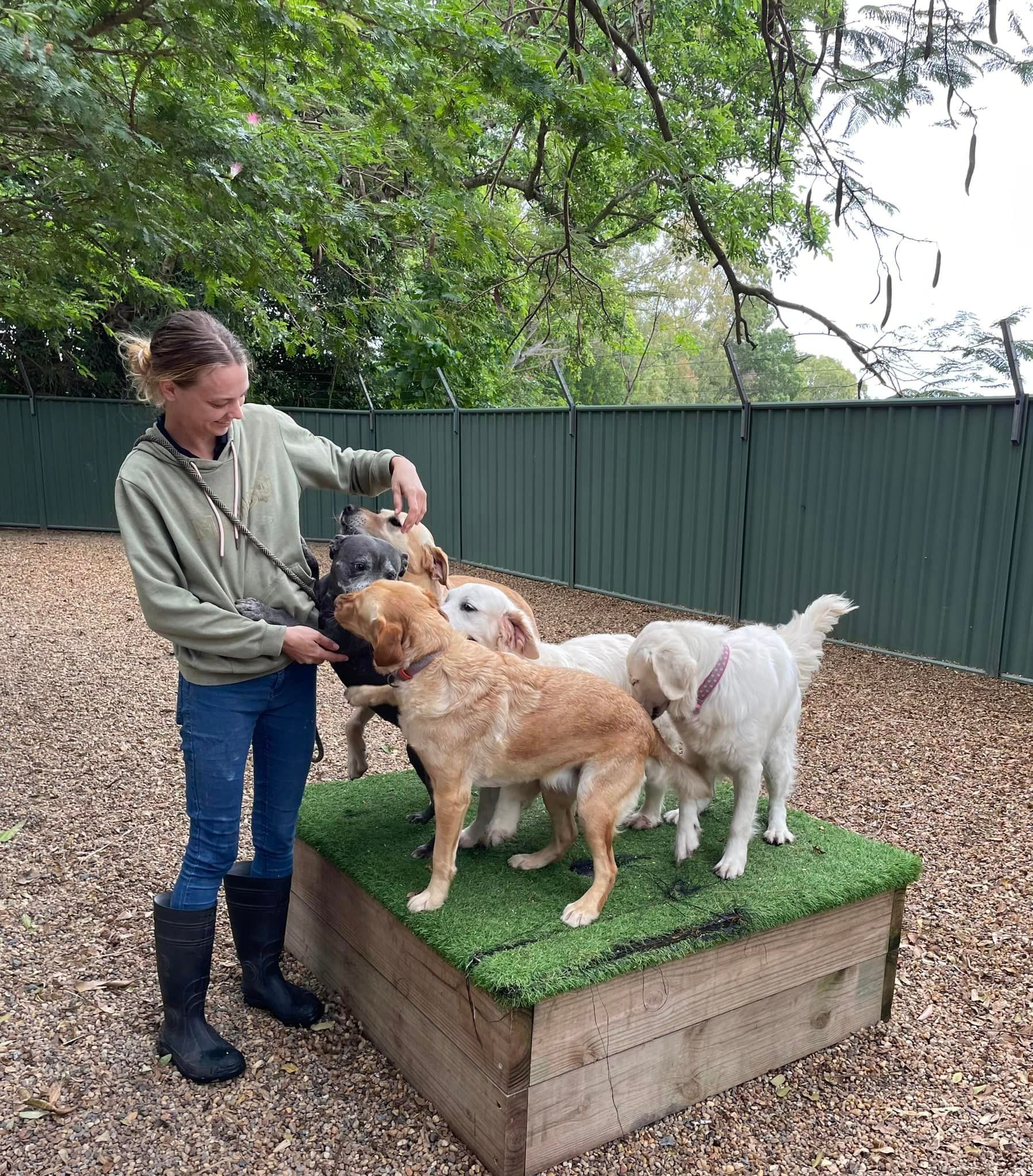 A Woman Playing With Dogs On A Box — Yeppoon Boarding Kennels & Cattery In Farnborough, QLD