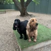 Two Cocker Spaniel Dogs Are Standing Next To Each Other On A Grass Covered Platform — Yeppoon Boarding Kennels & Cattery In Farnborough, QLD