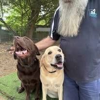 A Man With A Beard Is Standing Next To Two Dogs — Yeppoon Boarding Kennels & Cattery In Farnborough, QLD