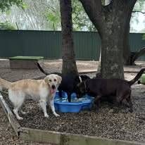 A Group Of Dogs Are Standing Around A Blue Pool — Yeppoon Boarding Kennels & Cattery In Farnborough, QLD