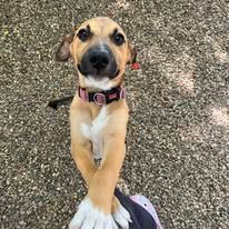A Brown And White Dog Wearing A Pink Collar Is Standing On Its Hind Legs — Yeppoon Boarding Kennels & Cattery In Farnborough, QLD