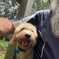 A Man With A Beard Is Holding A Small Dog In His Arms — Yeppoon Boarding Kennels & Cattery In Farnborough, QLD