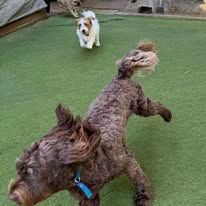Two Dogs Are Playing On A Lush Green Lawn — Yeppoon Boarding Kennels & Cattery In Farnborough, QLD