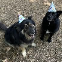 Two dogs wearing party hats are sitting next to each other on the ground.