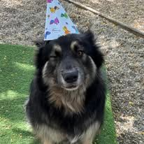 A Dog Wearing A Birthday Hat Is Sitting On The Grass — Yeppoon Boarding Kennels & Cattery In Farnborough, QLD
