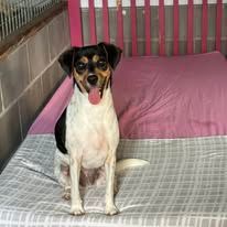 A Black And White Dog Is Sitting On A Bed With Its Tongue Hanging Out — Yeppoon Boarding Kennels & Cattery In Farnborough, QLD