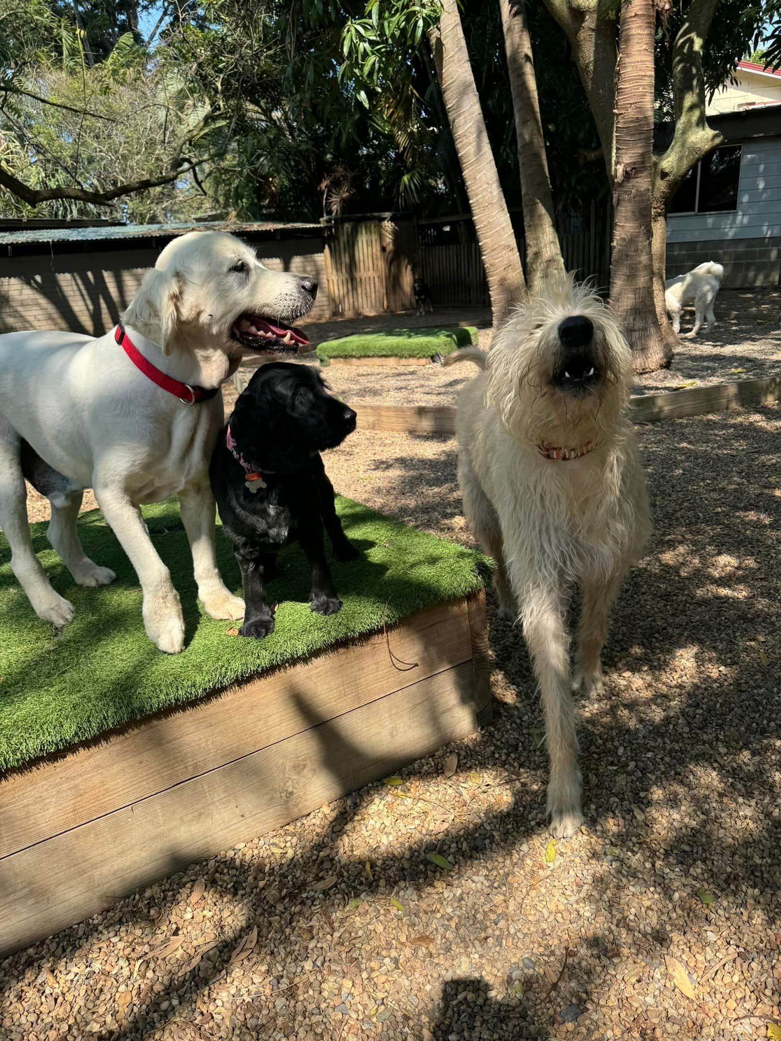 Happy Playing Dogs — Yeppoon Boarding Kennels & Cattery In Farnborough, QLD