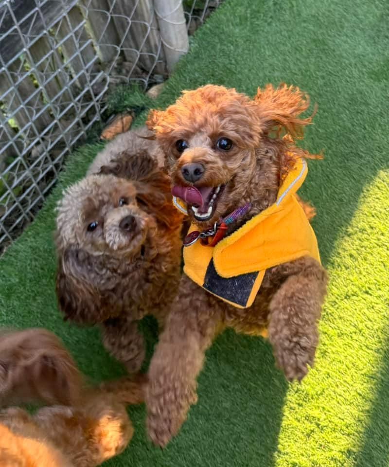 Two Brown Poodles Wearing Yellow Jackets Are Playing On A Lush Green Field — Yeppoon Boarding Kennels & Cattery In Farnborough, QLD