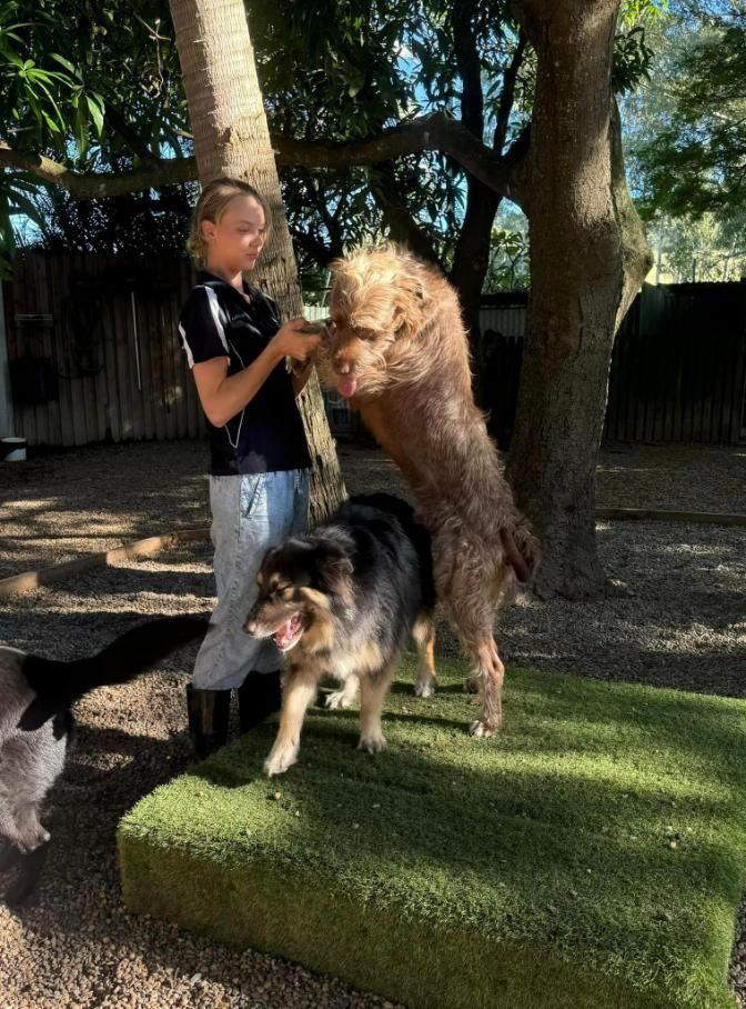 A Woman Is Feeding Two Dogs In A Yard — Yeppoon Boarding Kennels & Cattery In Farnborough, QLD