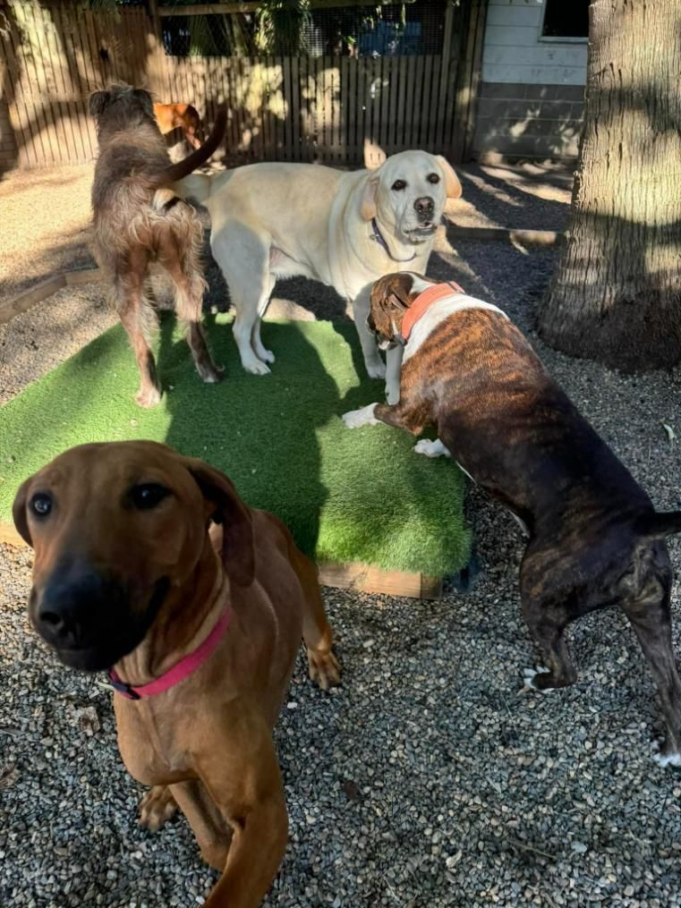 A Group Of Dogs Are Standing Next To Each Other In A Gravel Area — Yeppoon Boarding Kennels & Cattery In Farnborough, QLD