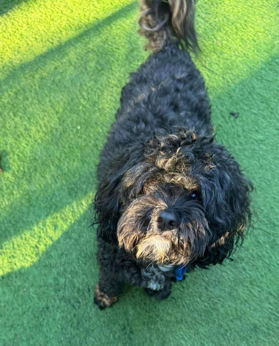 A Small Black Dog Is Standing On Top Of A Lush Green Field — Yeppoon Boarding Kennels & Cattery In Farnborough, QLD