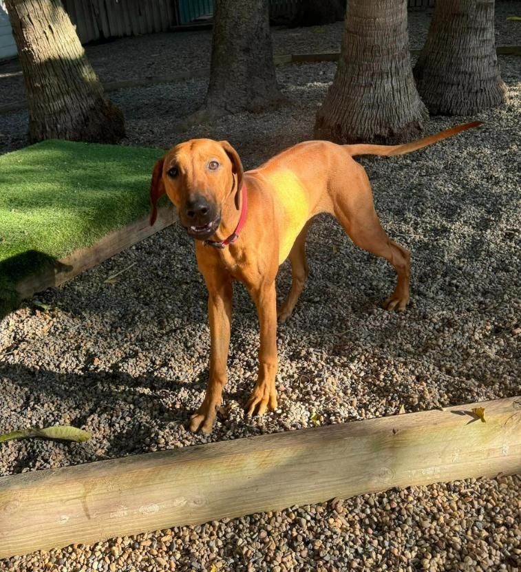 A Brown Dog With A Red Collar Is Standing In A Gravel Area — Yeppoon Boarding Kennels & Cattery In Farnborough, QLD