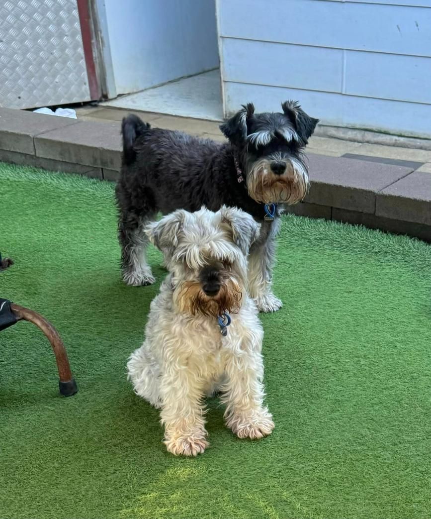 Two Small Dogs Are Standing Next To Each Other On A Lush Green Lawn — Yeppoon Boarding Kennels & Cattery In Farnborough, QLD