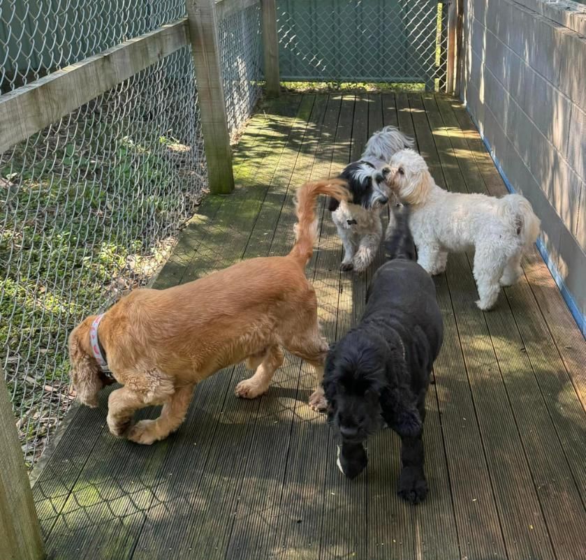 A Group Of Dogs Are Standing On A Wooden Deck — Yeppoon Boarding Kennels & Cattery In Farnborough, QLD