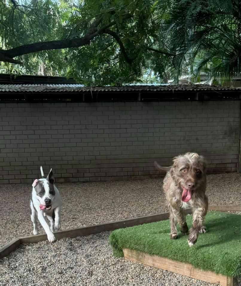 Two Dogs Are Running In A Yard Next To A Brick Wall — Yeppoon Boarding Kennels & Cattery In Farnborough, QLD