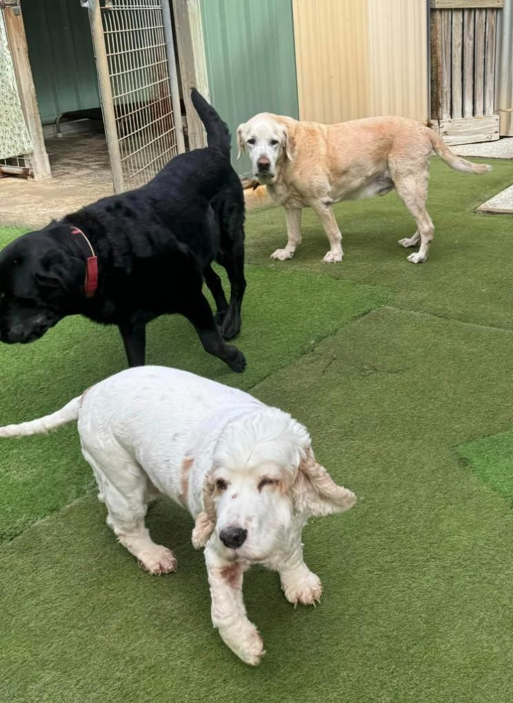 Three Dogs Are Standing On Top Of A Lush Green Field — Yeppoon Boarding Kennels & Cattery In Farnborough, QLD