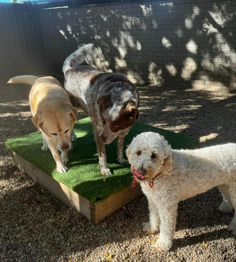 Three Dogs Are Standing Next To Each Other In A Yard — Yeppoon Boarding Kennels & Cattery In Farnborough, QLD