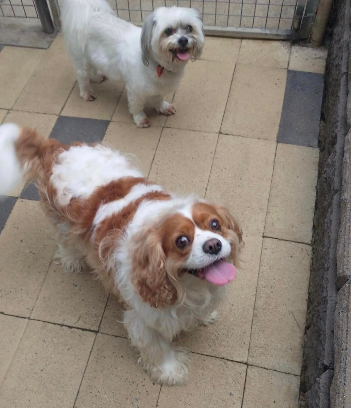 Two Dogs Are Standing Next To Each Other On A Tiled Floor — Yeppoon Boarding Kennels & Cattery In Farnborough, QLD