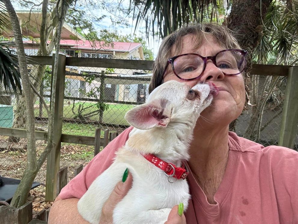 Chihuahua licking lady's face — Yeppoon Boarding Kennels & Cattery In Farnborough, QLD