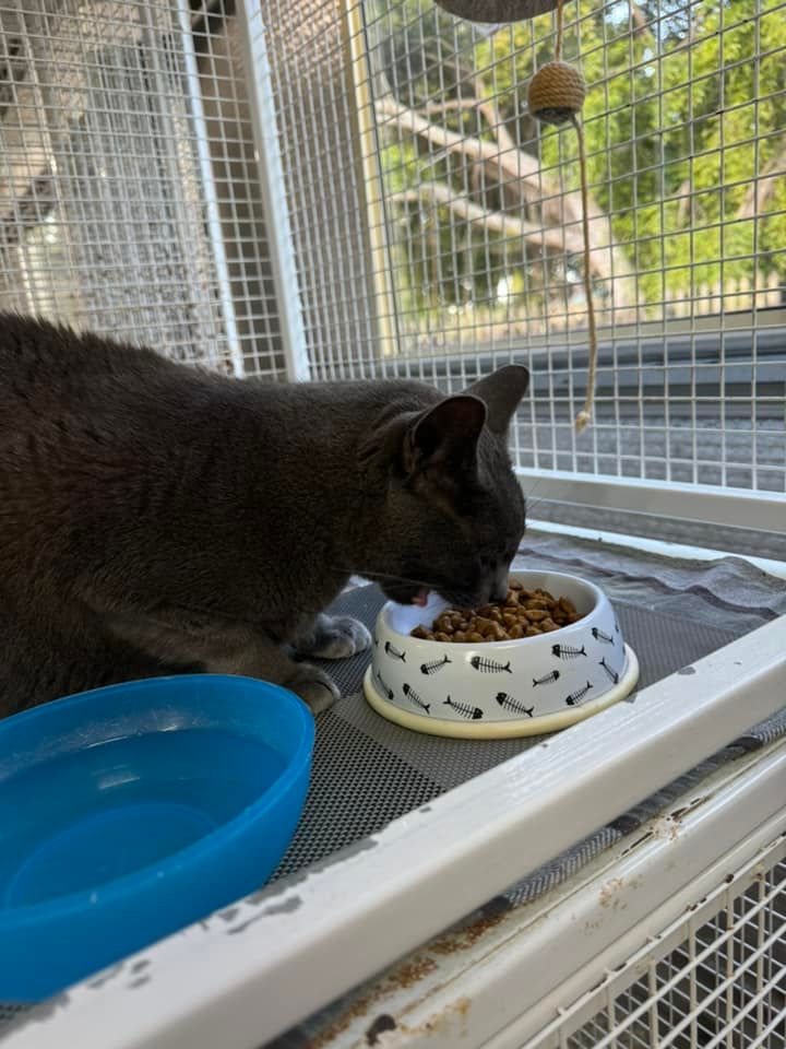 A Cat Is Eating Food From A Bowl In A Cage — Yeppoon Boarding Kennels & Cattery In Farnborough, QLD