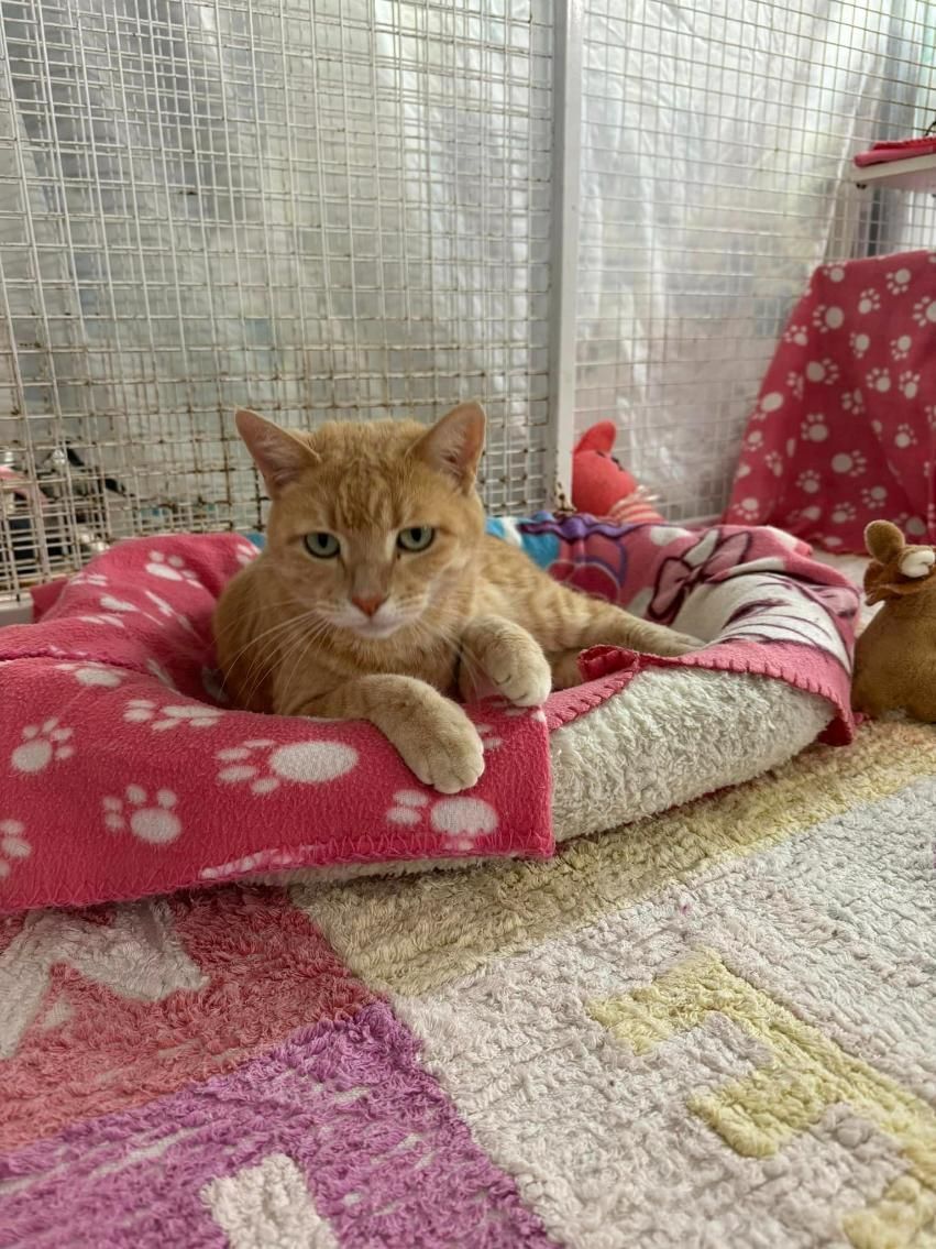 A Cat Is Laying In A Bed With A Pink Blanket — Yeppoon Boarding Kennels & Cattery In Farnborough, QLD