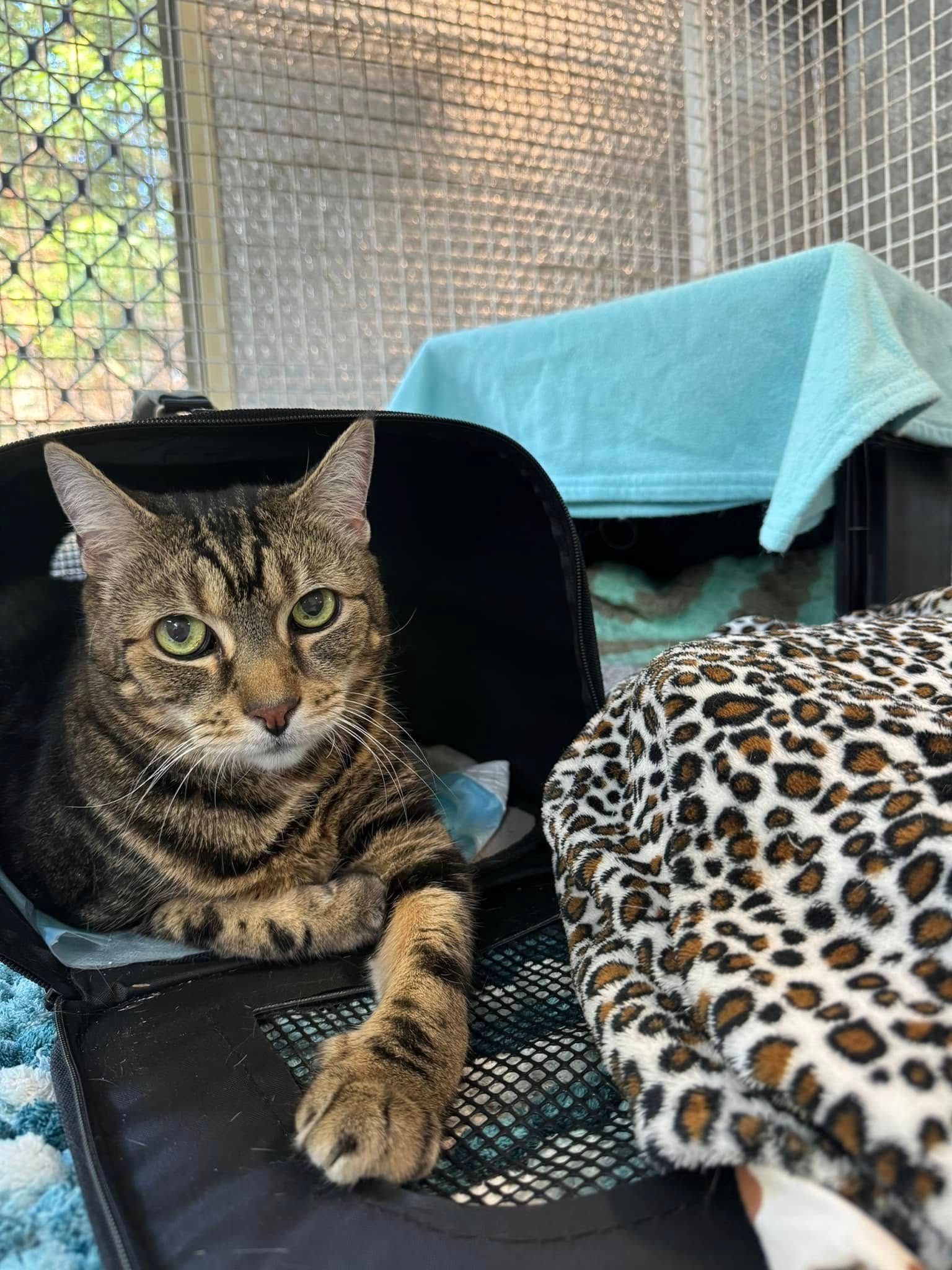 A Cat Is Laying In A Carrier Next To A Leopard Print Blanket — Yeppoon Boarding Kennels & Cattery In Farnborough, QLD