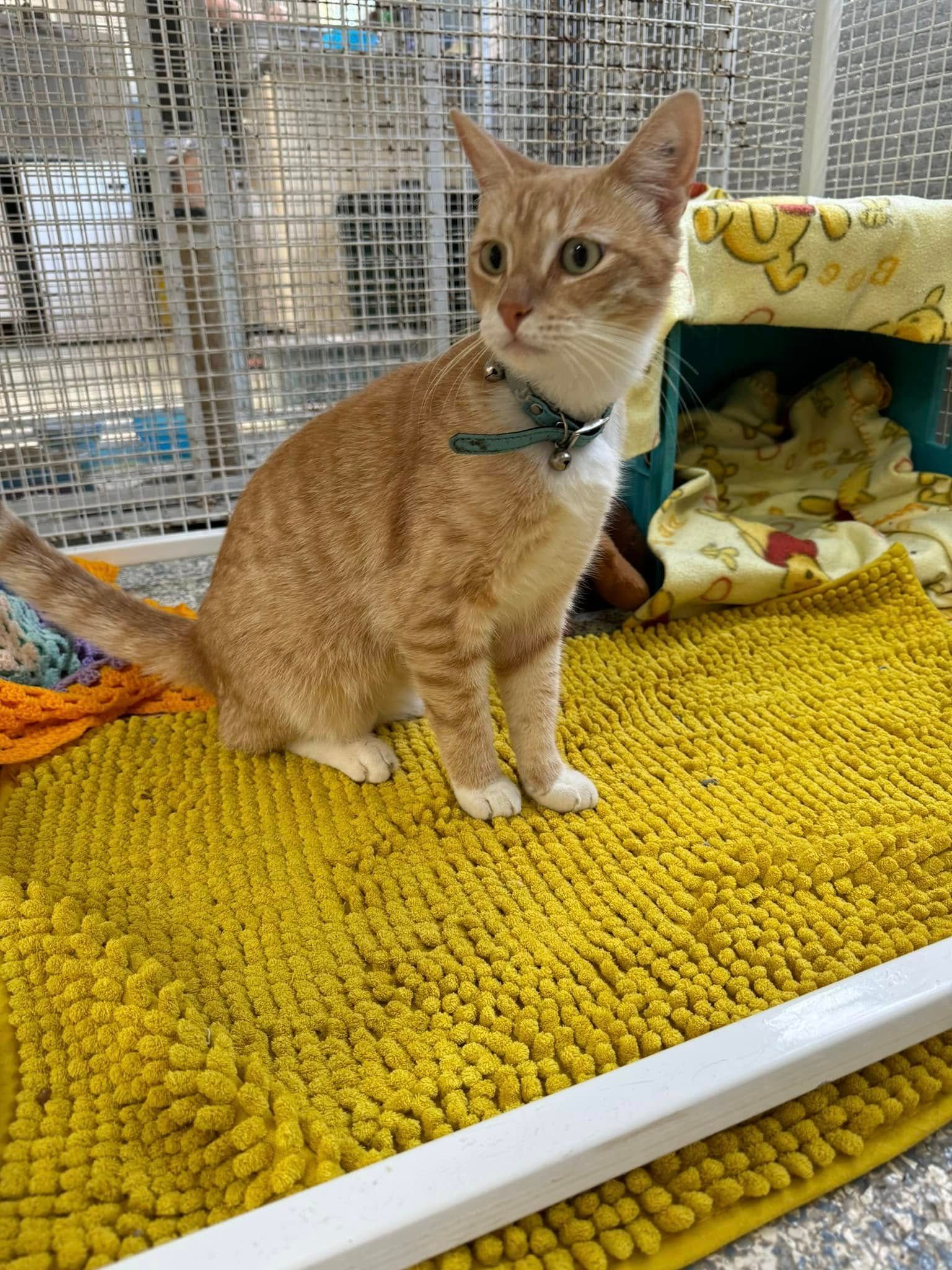 A Cat Is Sitting On A Yellow Mat In A Cage — Yeppoon Boarding Kennels & Cattery In Farnborough, QLD
