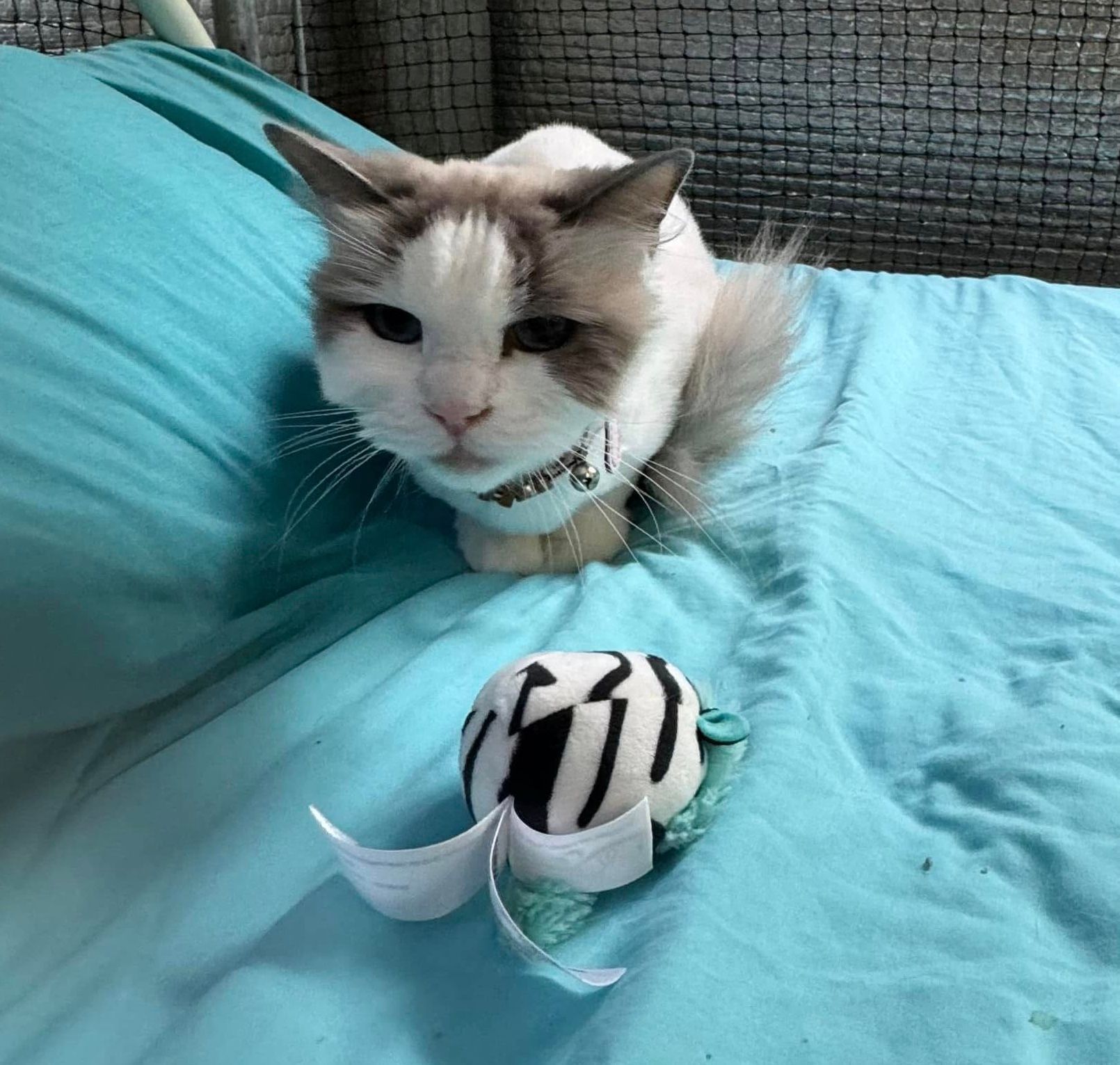 A Cat Is Laying On A Bed Next To A Stuffed Animal — Yeppoon Boarding Kennels & Cattery In Farnborough, QLD