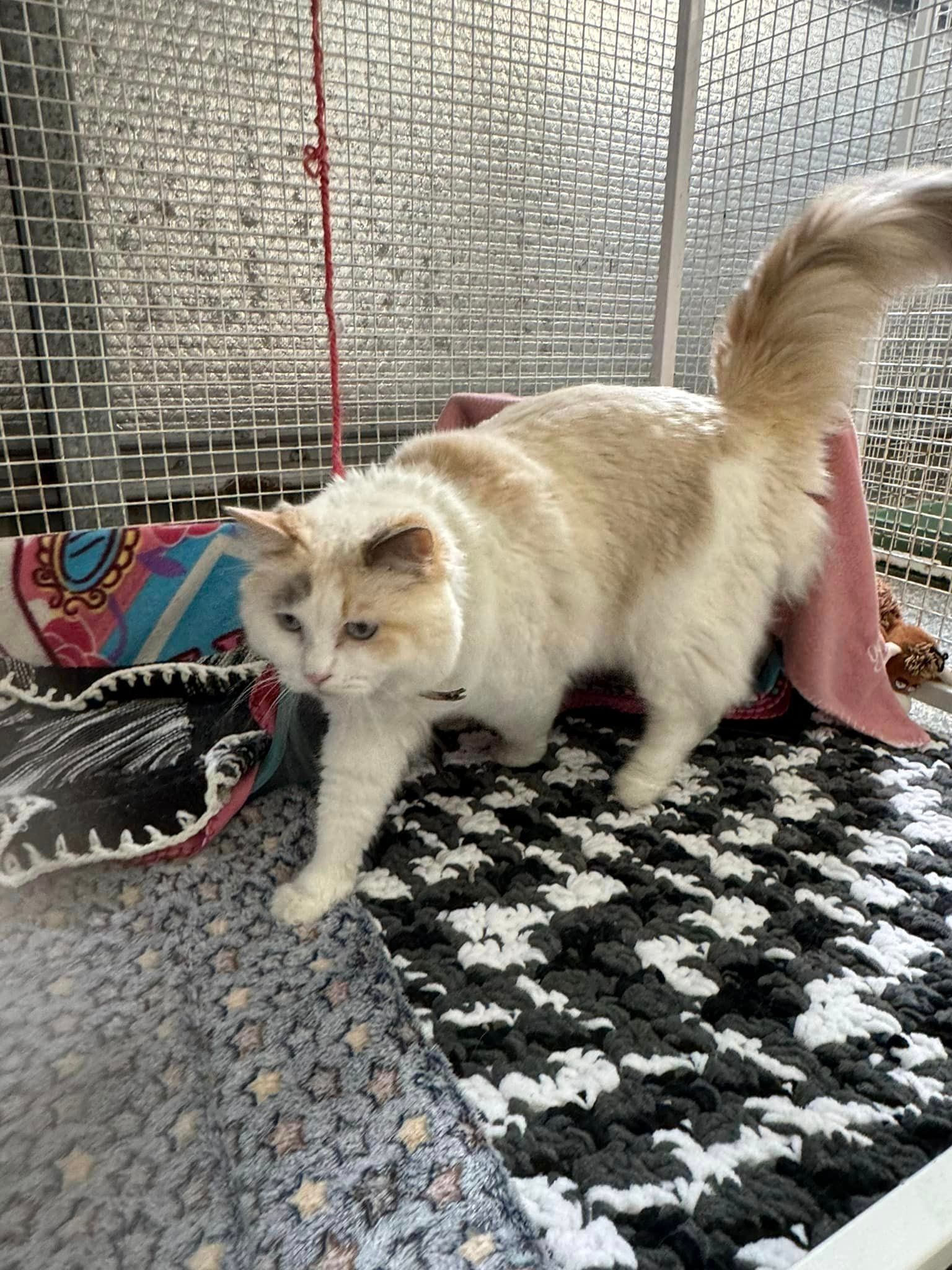 A White And Brown Cat Is Standing On A Checkered Rug In A Cage — Yeppoon Boarding Kennels & Cattery In Farnborough, QLD