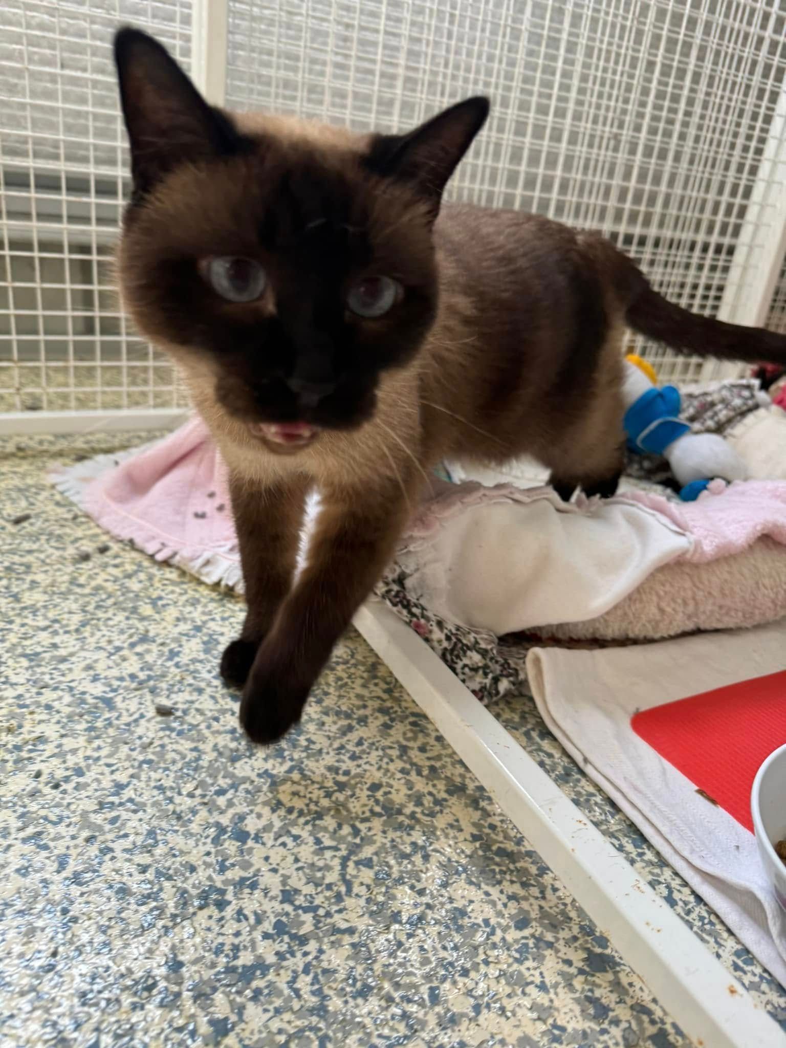 A Siamese Cat Is Standing On A Bed In A Cage — Yeppoon Boarding Kennels & Cattery In Farnborough, QLD