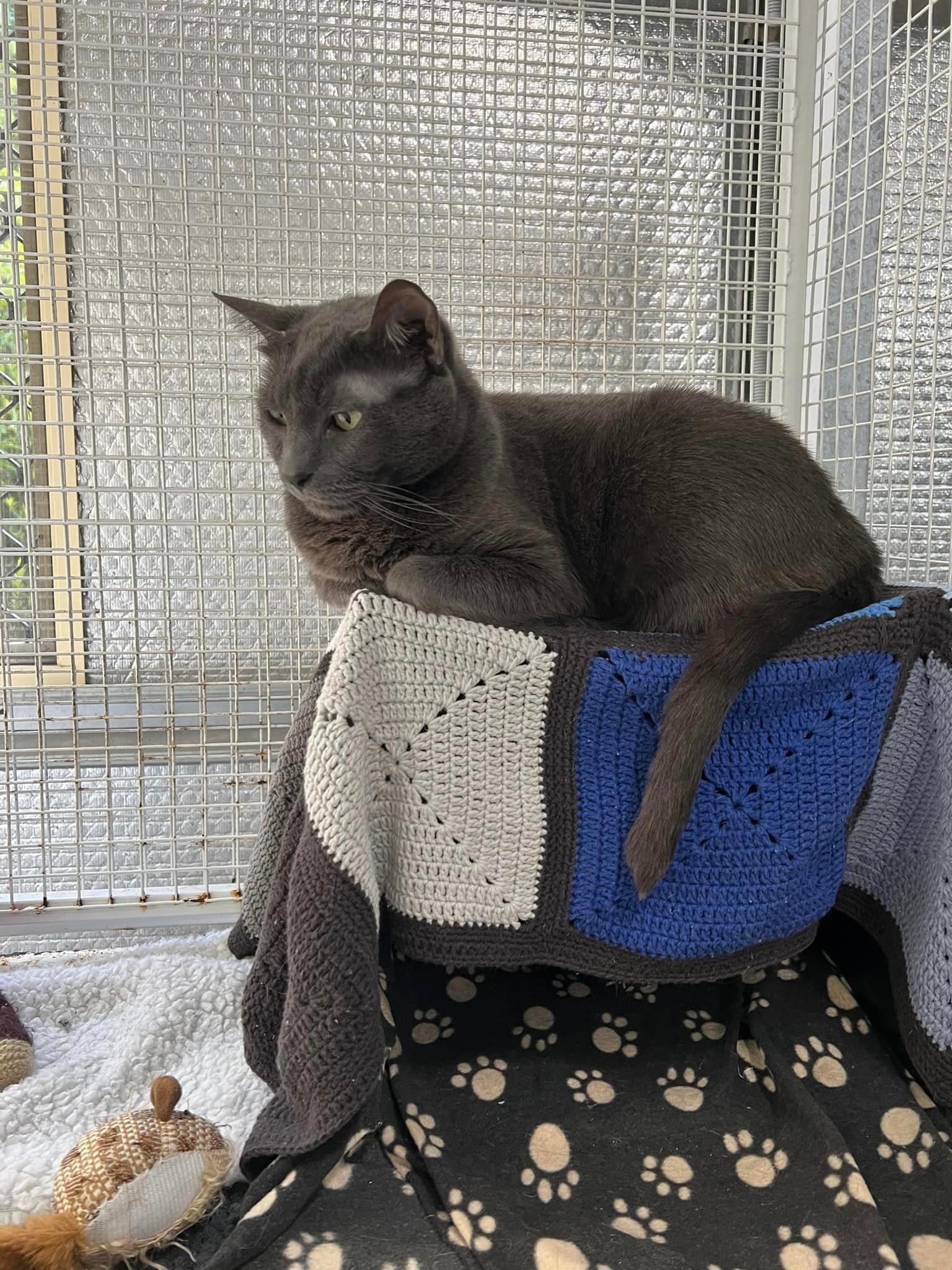 A Cat Is Sitting On A Blanket In A Cage — Yeppoon Boarding Kennels & Cattery In Farnborough, QLD