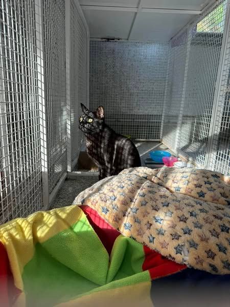 A Black Cat Is Sitting On A Bed In A Cage — Yeppoon Boarding Kennels & Cattery In Farnborough, QLD