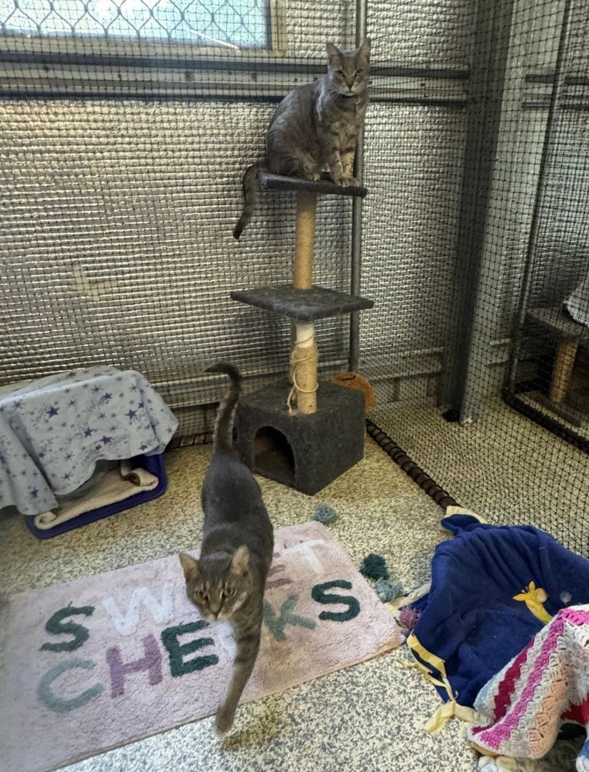 Two Cats Are Sitting On A Cat Tree In A Room — Yeppoon Boarding Kennels & Cattery In Farnborough, QLD
