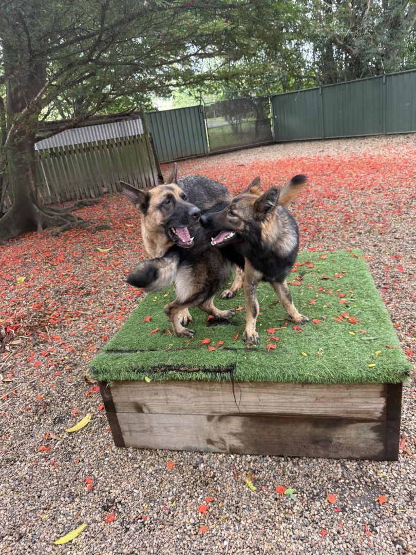 Two German Shepherds Are Playing On A Wooden Box — Yeppoon Boarding Kennels & Cattery In Farnborough, QLD