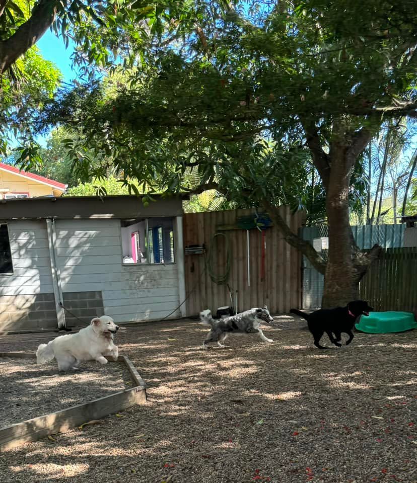A Group Of Dogs Are Playing In A Yard In Front Of A House — Yeppoon Boarding Kennels & Cattery In Farnborough, QLD