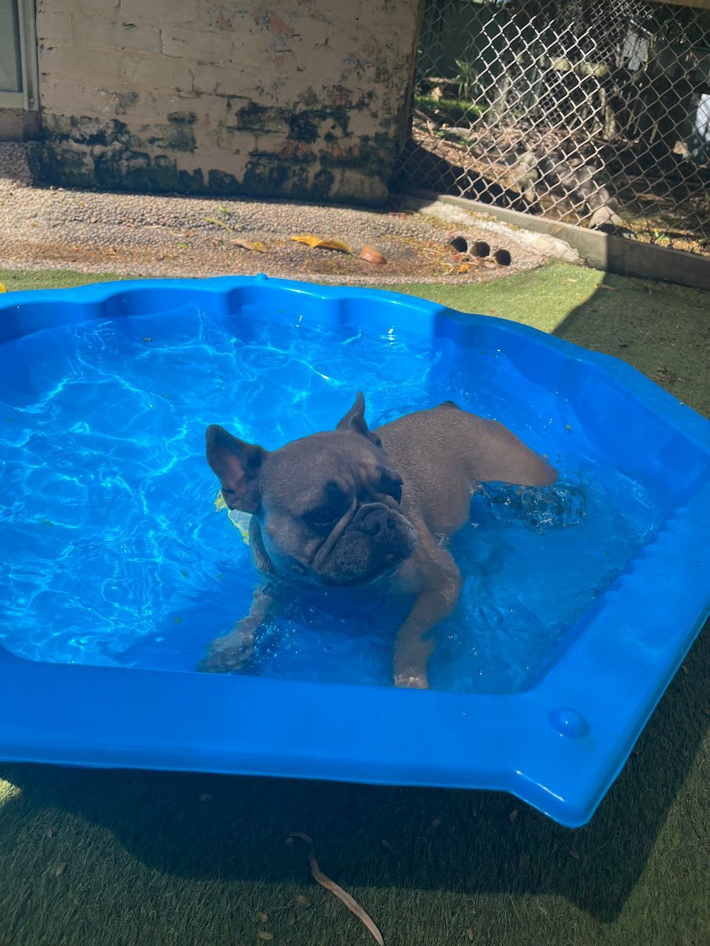 A Dog Is Swimming In A Small Blue Pool — Yeppoon Boarding Kennels & Cattery In Farnborough, QLD