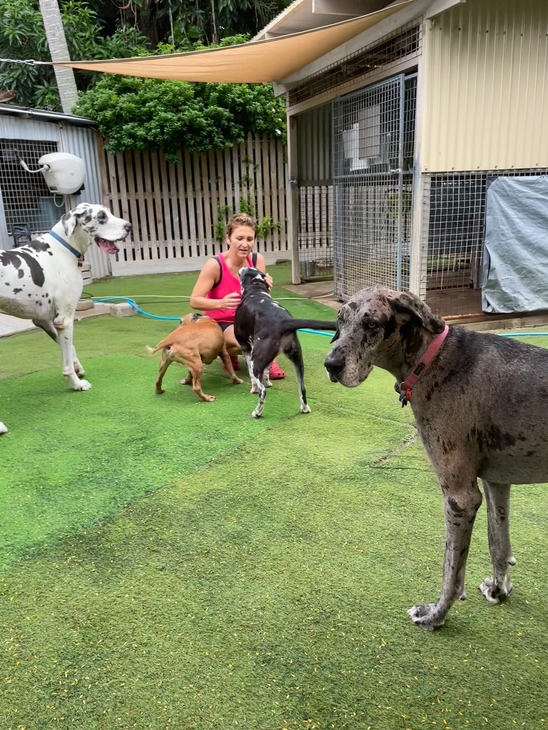 A Woman Is Playing With Three Dogs In A Yard — Yeppoon Boarding Kennels & Cattery In Farnborough, QLD
