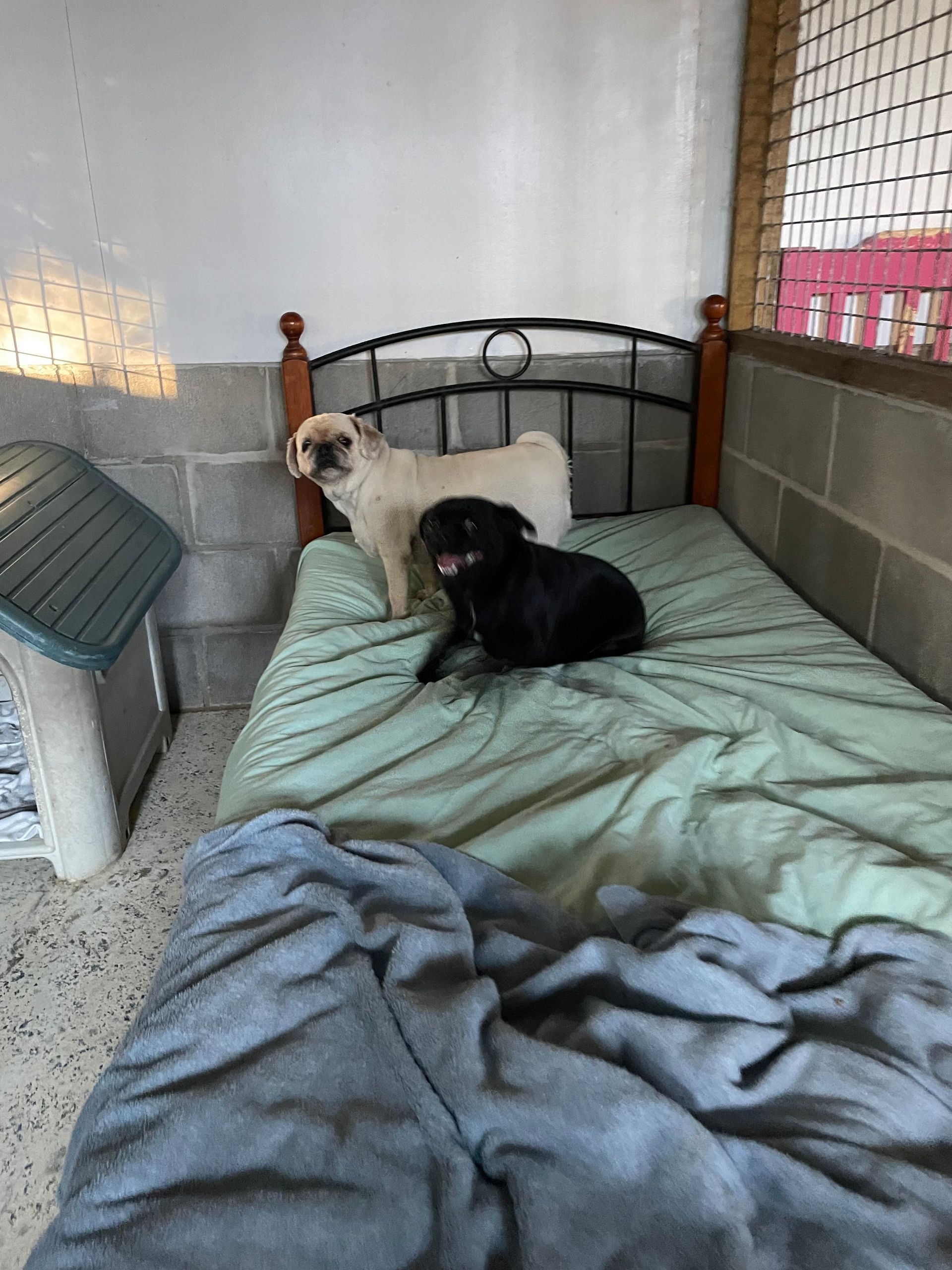 Two Dogs Are Sitting On A Bed In A Room — Yeppoon Boarding Kennels & Cattery In Farnborough, QLD