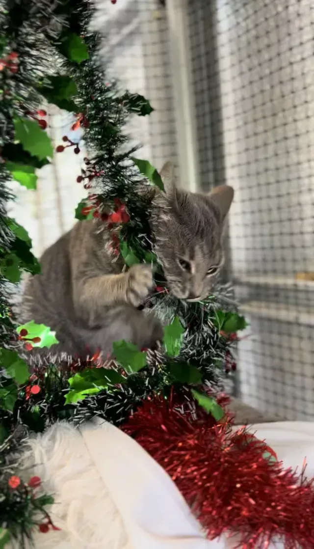 A Cat Is Playing With Tinsel On A Christmas Tree — Yeppoon Boarding Kennels & Cattery In Farnborough, QLD