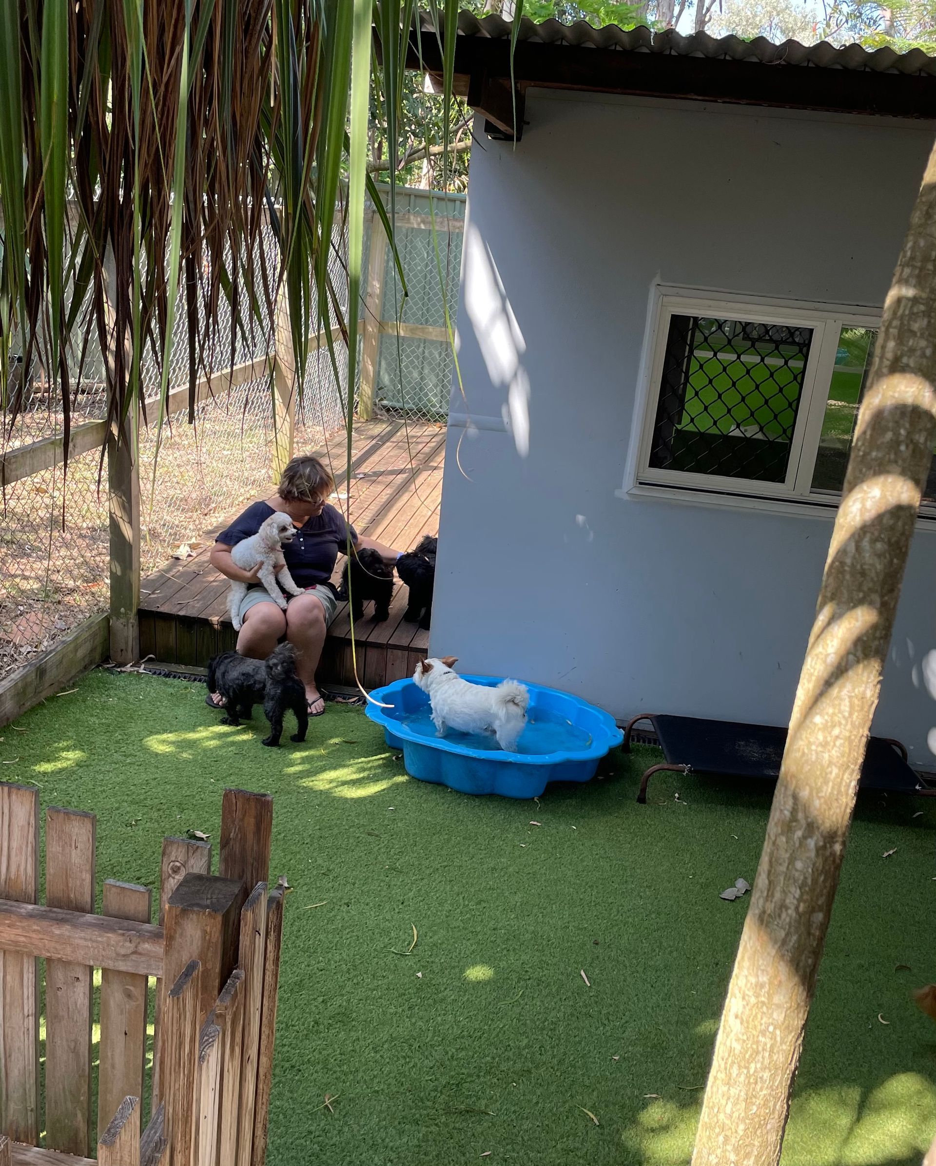 A Man Is Sitting On A Bench With Two Dogs In A Yard — Yeppoon Boarding Kennels & Cattery In Farnborough, QLD