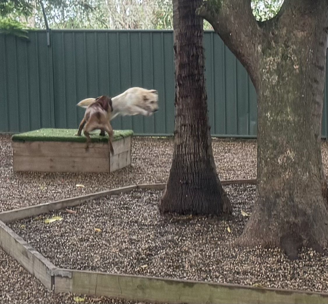 Two Dogs Are Jumping In The Air In A Yard — Yeppoon Boarding Kennels & Cattery In Farnborough, QLD