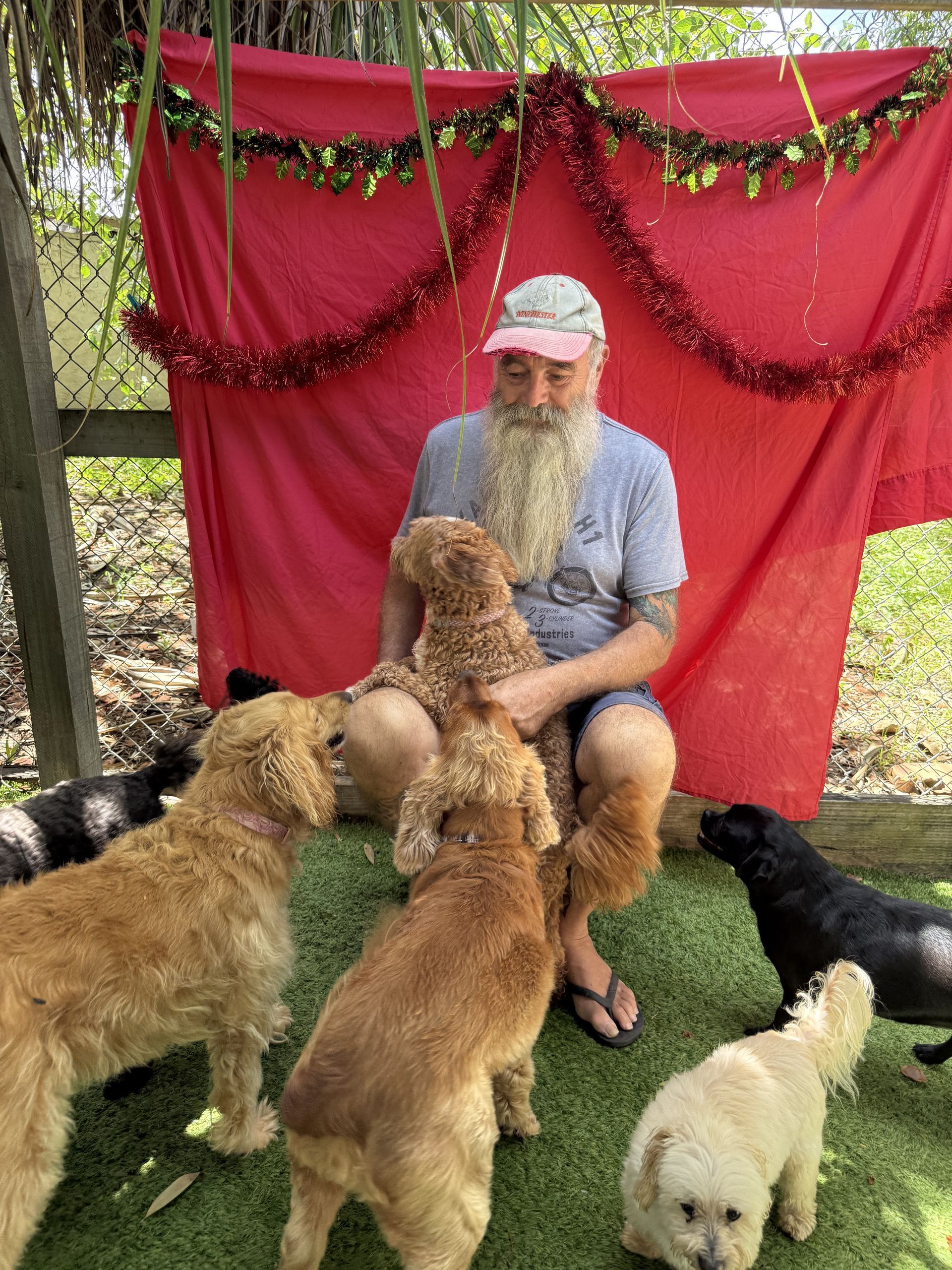 A Man With A Beard Is Sitting On The Grass Surrounded By Dogs — Yeppoon Boarding Kennels & Cattery In Farnborough, QLD