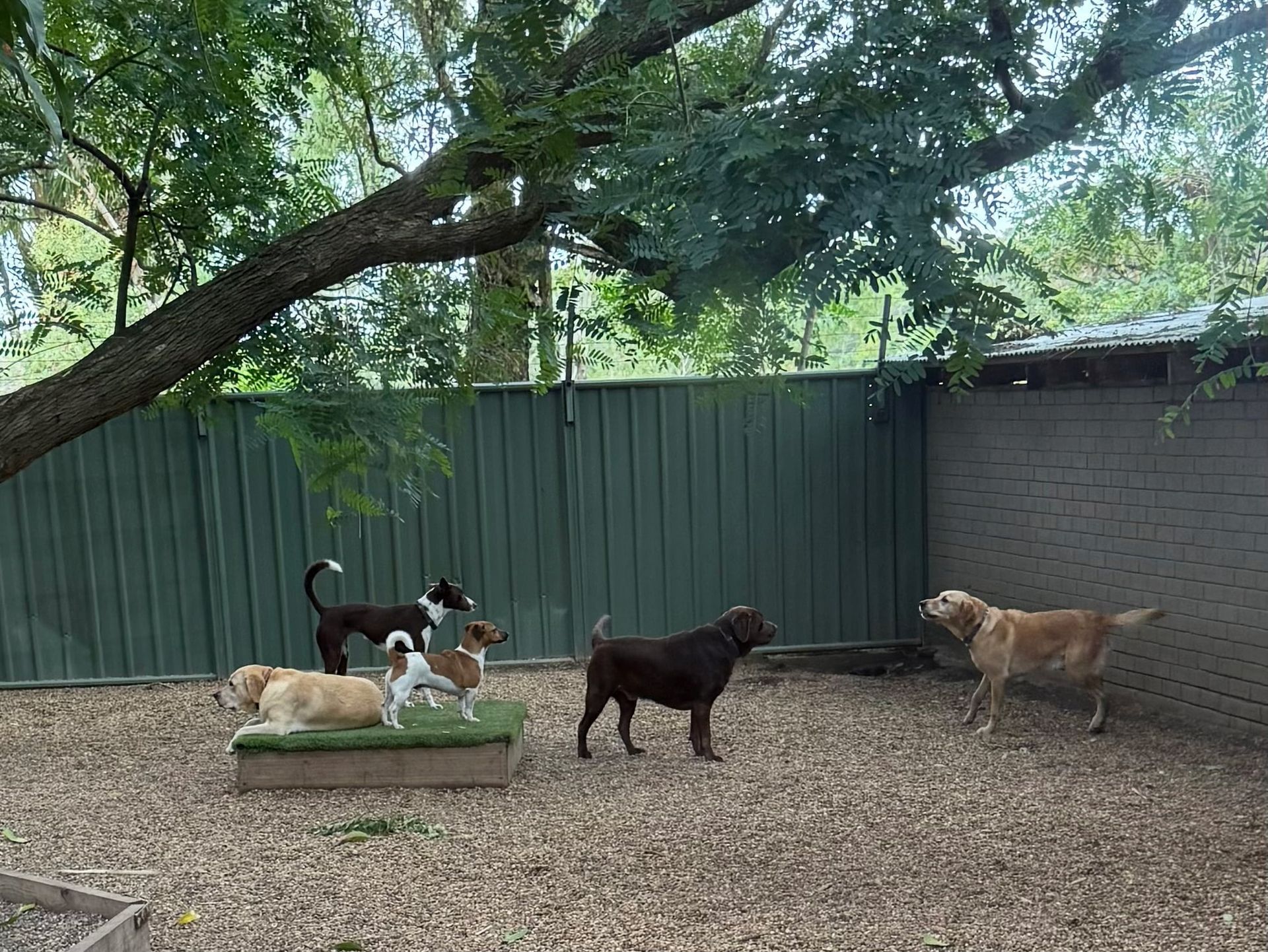 A Group Of Dogs Are Playing In A Yard — Yeppoon Boarding Kennels & Cattery In Farnborough, QLD