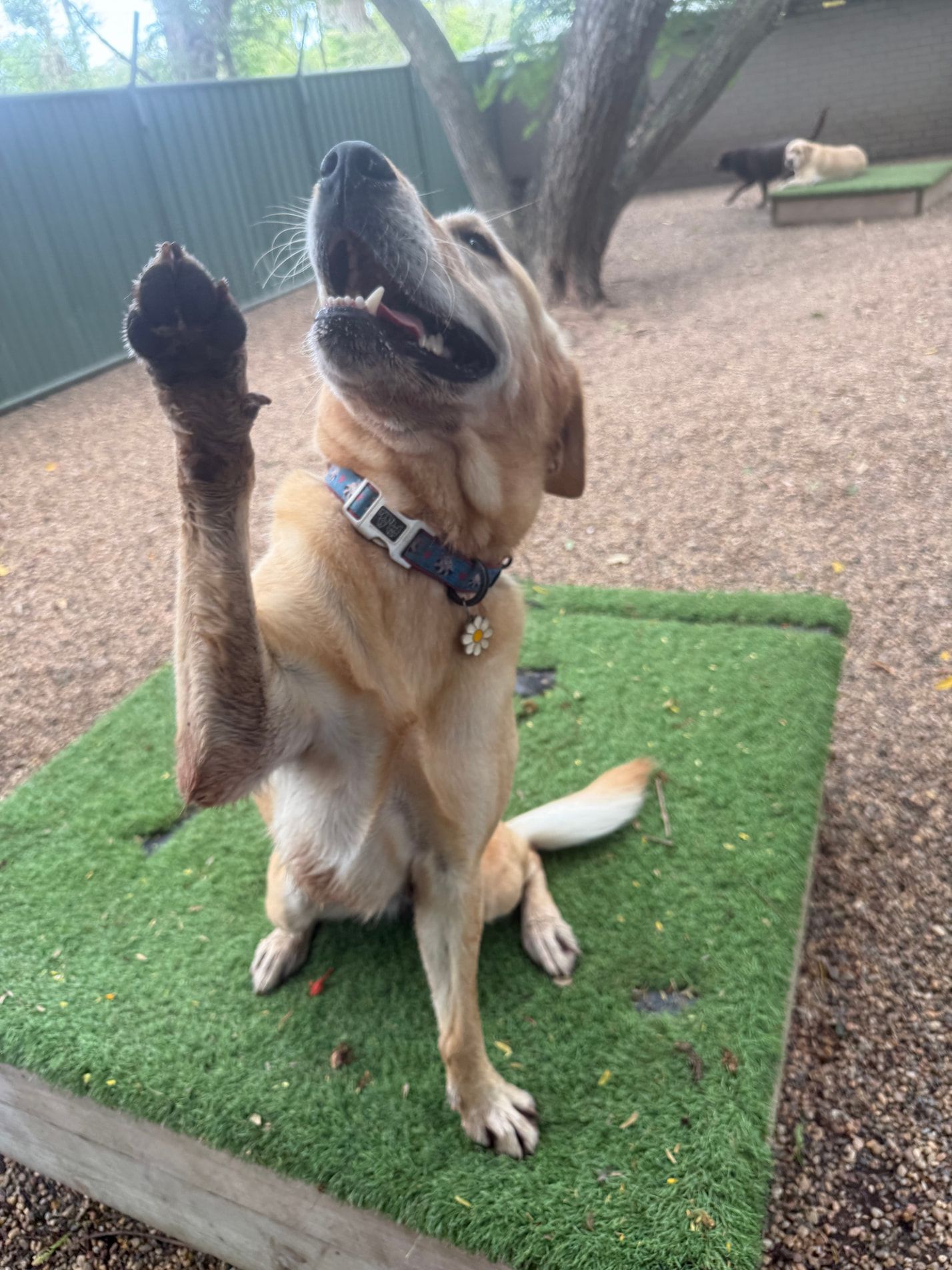 A Dog Is Sitting On Its Hind Legs On A Grass Mat — Yeppoon Boarding Kennels & Cattery In Farnborough, QLD