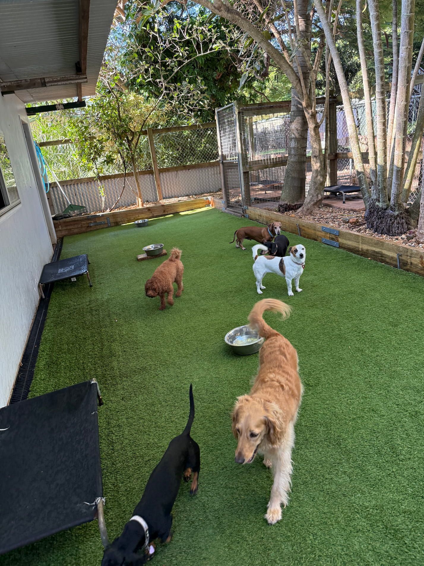 A Group Of Dogs Are Playing On A Lush Green Lawn — Yeppoon Boarding Kennels & Cattery In Farnborough, QLD