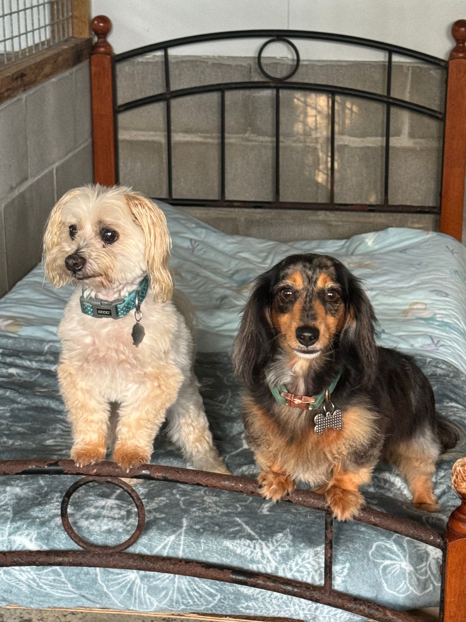 Two Dogs Are Sitting On Top Of A Bed — Yeppoon Boarding Kennels & Cattery In Farnborough, QLD